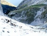 Schafschoad 2012 – Tiroler Bergschafe 2272 Meter über Seehöhe