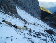 Schafschoad 2012 – Tiroler Bergschafe 2272 Meter über Seehöhe