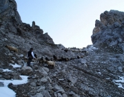Schafschoad 2012 – Tiroler Bergschafe 2272 Meter über Seehöhe