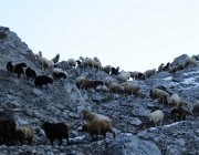Schafschoad 2012 – Tiroler Bergschafe 2272 Meter über Seehöhe