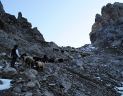 Schafschoad 2012 – Tiroler Bergschafe 2272 Meter über Seehöhe