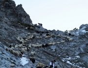 Schafschoad 2012 – Tiroler Bergschafe 2272 Meter über Seehöhe