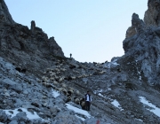 Schafschoad 2012 – Tiroler Bergschafe 2272 Meter über Seehöhe