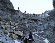 Schafschoad 2012 – Tiroler Bergschafe 2272 Meter über Seehöhe