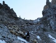 Schafschoad 2012 – Tiroler Bergschafe 2272 Meter über Seehöhe