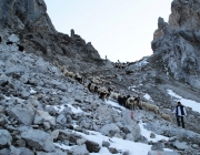 Schafschoad 2012 – Tiroler Bergschafe 2272 Meter über Seehöhe
