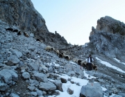 Schafschoad 2012 – Tiroler Bergschafe 2272 Meter über Seehöhe