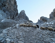 Schafschoad 2012 – Tiroler Bergschafe 2272 Meter über Seehöhe