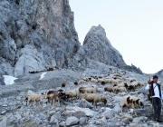 Schafschoad 2012 – Tiroler Bergschafe 2272 Meter über Seehöhe