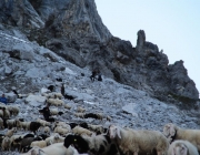 Schafschoad 2012 – Tiroler Bergschafe 2272 Meter über Seehöhe