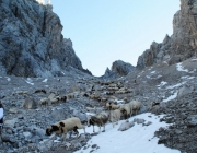 Schafschoad 2012 – Tiroler Bergschafe 2272 Meter über Seehöhe