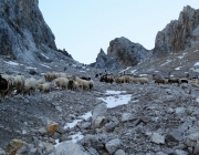 Schafschoad 2012 – Tiroler Bergschafe 2272 Meter über Seehöhe