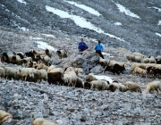 Schafschoad 2012 – Tiroler Bergschafe 2272 Meter über Seehöhe
