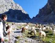 Schafschoad 2012 – Tiroler Bergschafe 2272 Meter über Seehöhe