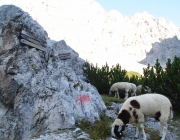 Schafschoad 2012 – Tiroler Bergschafe 2272 Meter über Seehöhe