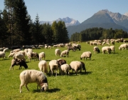 Schafschoad 2012 – Tiroler Bergschafe 2272 Meter über Seehöhe