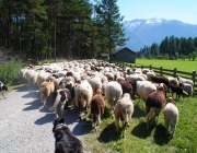 Schafschoad 2012 – Tiroler Bergschafe 2272 Meter über Seehöhe