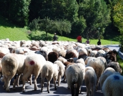 Schafschoad 2012 – Tiroler Bergschafe 2272 Meter über Seehöhe