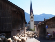 Schafschoad 2012 – Tiroler Bergschafe 2272 Meter über Seehöhe