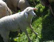 Schafschoad 2012 – Tiroler Bergschafe 2272 Meter über Seehöhe