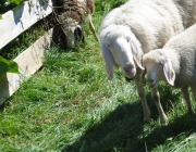 Schafschoad 2012 – Tiroler Bergschafe 2272 Meter über Seehöhe