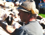 Schafschoad 2012 – Tiroler Bergschafe 2272 Meter über Seehöhe