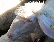 Schafschoad 2012 – Tiroler Bergschafe 2272 Meter über Seehöhe