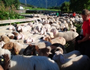 Schafschoad 2012 – Tiroler Bergschafe 2272 Meter über Seehöhe
