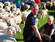 Schafschoad 2012 – Tiroler Bergschafe 2272 Meter über Seehöhe