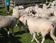 Schafschoad 2012 – Tiroler Bergschafe 2272 Meter über Seehöhe
