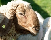 Schafschoad 2012 – Tiroler Bergschafe 2272 Meter über Seehöhe