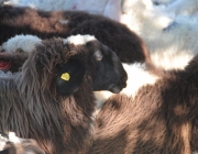 Schafschoad 2012 – Tiroler Bergschafe 2272 Meter über Seehöhe