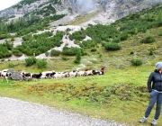 Schafschoad 2017 Seeben Alm/Untermieming – „Regen und Schnee im 20-Minuten-Takt“