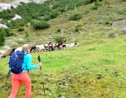 Schafschoad 2017 Seeben Alm/Untermieming – „Regen und Schnee im 20-Minuten-Takt“