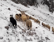 Schafschoad 2017 Seeben Alm/Untermieming – „Regen und Schnee im 20-Minuten-Takt“