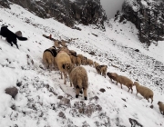 Schafschoad 2017 Seeben Alm/Untermieming – „Regen und Schnee im 20-Minuten-Takt“