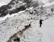 Schafschoad 2017 Seeben Alm/Untermieming – „Regen und Schnee im 20-Minuten-Takt“