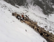 Schafschoad 2017 Seeben Alm/Untermieming – „Regen und Schnee im 20-Minuten-Takt“