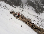 Schafschoad 2017 Seeben Alm/Untermieming – „Regen und Schnee im 20-Minuten-Takt“