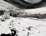Schafschoad 2017 Seeben Alm/Untermieming – „Regen und Schnee im 20-Minuten-Takt“