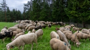 Schafabtrieb-Schafschoad-Untermieming-14-von-69