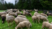 Schafabtrieb-Schafschoad-Untermieming-15-von-69