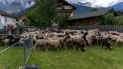 Schafabtrieb-Schafschoad-Untermieming-33-von-69
