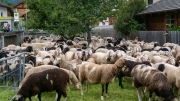 Schafabtrieb-Schafschoad-Untermieming-34-von-69