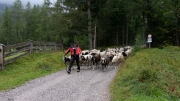 Schafabtrieb-Schafschoad-Untermieming-4-von-69