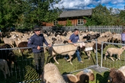 Schafabtrieb-Schafschoad-Untermieming-44-von-69