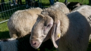 Schafabtrieb-Schafschoad-Untermieming-50-von-69