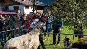 Schafabtrieb-Schafschoad-Untermieming-54-von-69
