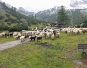 Schafschoad Seeben Alm 2013 – Grünsteinscharte im Schnee