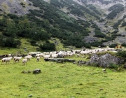 Schafschoad Seeben Alm 2013 – Grünsteinscharte im Schnee